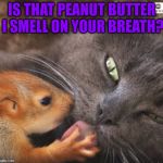 Are you keeping something from me? | IS THAT PEANUT BUTTER I SMELL ON YOUR BREATH? | image tagged in cat and squirrel | made w/ Imgflip meme maker