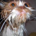 Wet cat in shock