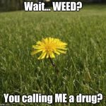 Weed = Dandelion | Wait... WEED? You calling ME a drug? | image tagged in dandelion,memes,weed,drugs | made w/ Imgflip meme maker