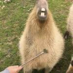 Capybara meme meme