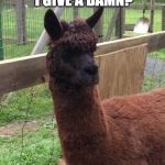 Give a damn,  Don't care, Go away,
Llama,  Bad hair cut | DO I LOOK LIKE I GIVE A DAMN? ... JUST CHECKING | image tagged in duhhh llama | made w/ Imgflip meme maker