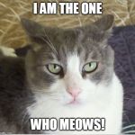 Vlad Spotula | I AM THE ONE; WHO MEOWS! | image tagged in vlad spotula | made w/ Imgflip meme maker