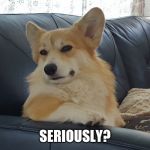 Disappointed corgi | SERIOUSLY? | image tagged in disappointed corgi | made w/ Imgflip meme maker