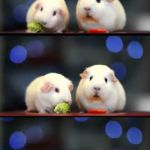 scared guinea pigs | SO... YOUR WIFE IS HAVING BABYS CONGRATS MAN; DUDE? | image tagged in scared guinea pigs | made w/ Imgflip meme maker