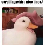 nice duck | May I interrupt your scrolling with a nice duck? | image tagged in nice duck | made w/ Imgflip meme maker