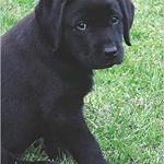 Black Lab Harpdog