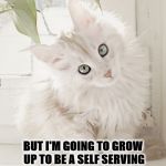 FUTURE PRICK | I KNOW I'M CUTE NOW; BUT I'M GOING TO GROW UP TO BE A SELF SERVING PRICK JUST LIKE EVERY OTHER CAT! AND I'M NOT SORRY! | image tagged in future prick | made w/ Imgflip meme maker