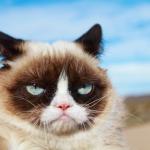 Grump cat wins Fantasy NFL