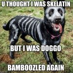 Halloween Doggo | U THOUGHT I WAS SKELATIN; BUT I WAS DOGGO; BAMBOOZLED AGAIN | image tagged in halloween doggo | made w/ Imgflip meme maker