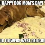 ZekesDogMomDay | HAPPY DOG MOM'S DAY! YOUR FLOWERS WERE DELICIOUS! | image tagged in zekesdogmomday | made w/ Imgflip meme maker