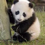 Panda want