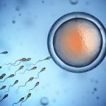 Sperm and Egg Fertilization