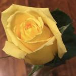 Single Yellow Rose