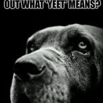 sigh... | I MEAN... WHAT IF I .... WHAT IF I NEVER FIND OUT WHAT 'YEET' MEANS? | image tagged in sad dog,nixieknox,memes,yeet | made w/ Imgflip meme maker