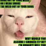 STONER CAT | HUH? NO HUMAN I DIDN'T SMOKE THE BONG OUT OF YOUR WEED... OH I MEAN SMOKE THE WEED OUT OF YOUR BONG; WHY WOULD YOU ASSUME I SMOKED IT? HEY I'M HUNGRY! WILL YOU MAKE ME A MILK SANDWICH & POUR ME A GLASS OF TUNA? | image tagged in stoner cat | made w/ Imgflip meme maker