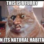 Furry | THIS IS A FURRY; IN ITS NATURAL HABITAT | image tagged in furry | made w/ Imgflip meme maker