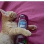 Cat playing with durex