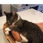 Cat hugging sweet potato