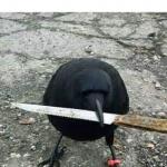 Dangerous Crow