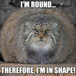 Round is a Shape | I'M ROUND... THEREFORE, I'M IN SHAPE! | image tagged in fat cats exercise,fat,overweight,chubby,fit,funny | made w/ Imgflip meme maker
