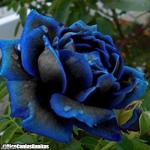 Nice Rose