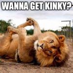 lion | WANNA GET KINKY? | image tagged in lion | made w/ Imgflip meme maker