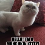 HELLO | STOP LAUGHING! HELLO! I'M A MUNCHKIN KITTY! | image tagged in hello | made w/ Imgflip meme maker