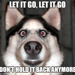 dogs face when he has to fart | LET IT GO, LET IT GO; DON'T HOLD IT BACK ANYMORE | image tagged in dogs face when he has to fart | made w/ Imgflip meme maker