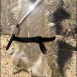 ninja meerkat | JOHNY JOHNY; EATING SUGAR!? | image tagged in ninja meerkat | made w/ Imgflip meme maker