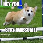 awesome corgi andshit | HEY YOU... STAY AWESOME! | image tagged in awesome corgi andshit | made w/ Imgflip meme maker