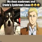 My dogs eyebrows and Erwin’s Eyebrows Lmao🤣😂🤣 | image tagged in attack on titan | made w/ Imgflip meme maker