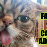 THE FACE OF | A CAT NIP ADDICT! THE FACE OF | image tagged in the face of | made w/ Imgflip meme maker