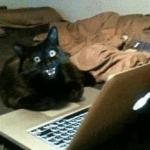 cat scream at laptop meme
