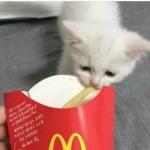 Sad cat taking fry