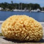 Sea Sponge