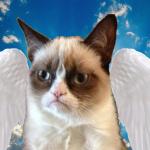 Angel Grumpy Cat meme