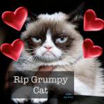 Rip Grumpy cat