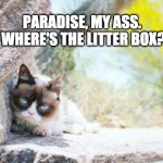 Grumpy Cat Goes to Heaven | PARADISE, MY ASS. WHERE'S THE LITTER BOX? | image tagged in grumpy in paradise,grumpy cat,grumpy cat heaven | made w/ Imgflip meme maker