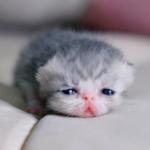 Adorable Baby Kitten meme