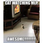Cat!!!! | CAT WATCHING MLP, AWESOME!!!!!!!!!! | image tagged in cat | made w/ Imgflip meme maker