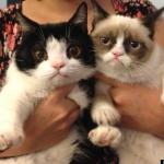 Grumpy cat and brother meme
