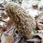 Morel Revenge