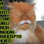 YOUR FEET | THEY STINK! THEY SMELL LIKE YOU'VE BEEN WALKING THROUGH A SEPTIC TANK IN HELL! OH MAN HUMAN YOUR FEET! | image tagged in your feet | made w/ Imgflip meme maker