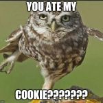 owl | YOU ATE MY; COOKIE??????? | image tagged in owl | made w/ Imgflip meme maker