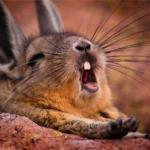 Yawning Bunny