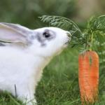 Rabbit eating a Carrot