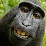 Look at This Funny Monkey!