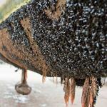 Barnacles at bottom of boat