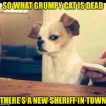Mad dog | SO WHAT GRUMPY CAT IS DEAD; THERE’S A NEW SHERIFF IN TOWN | image tagged in mad dog | made w/ Imgflip meme maker