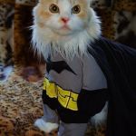 I IS | I IS; CATMAN | image tagged in i is | made w/ Imgflip meme maker